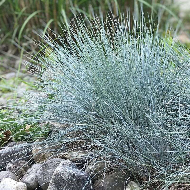 Blue Fescue Benefits From A Light Early Season Cleanup