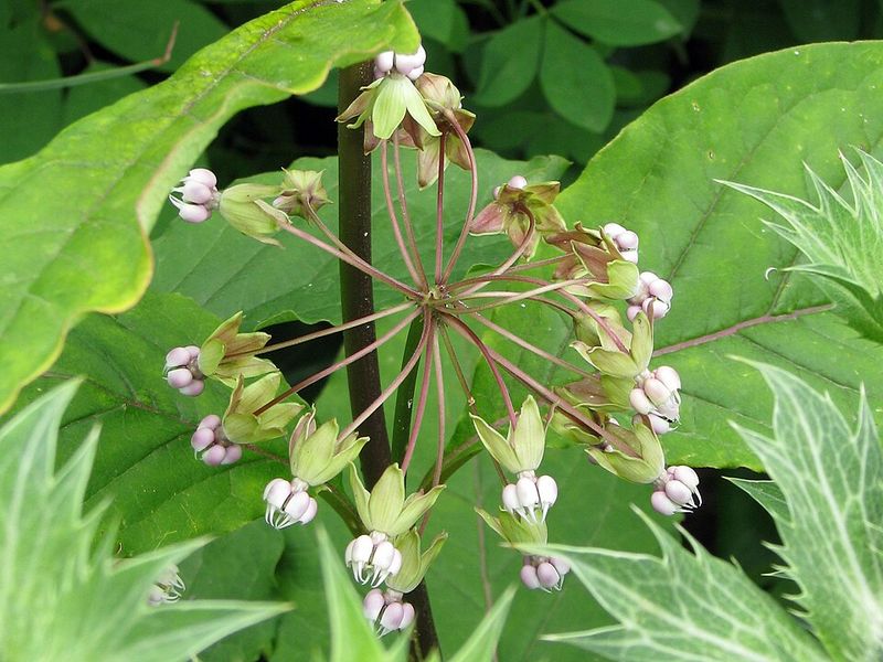 Poke Milkweed Grows Well In Shady Spots