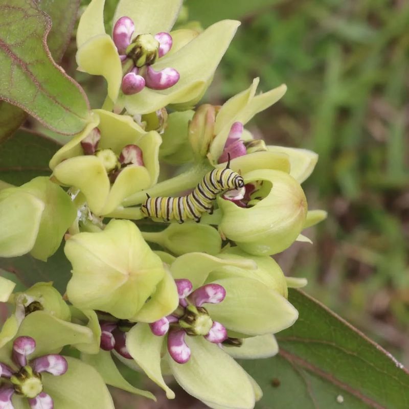 Green Milkweed Handles Heat And Dry Conditions