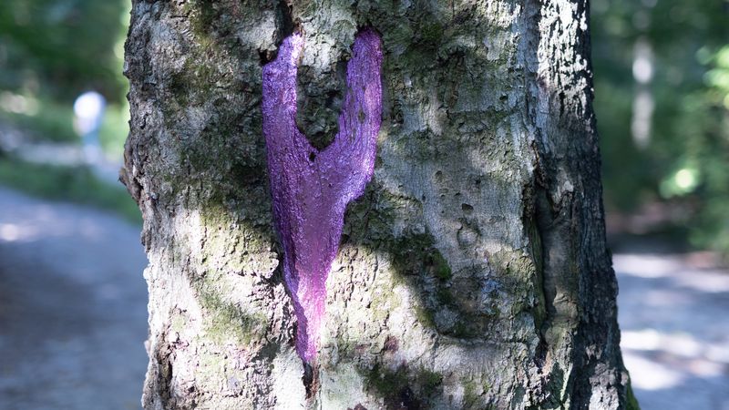 The Law Behind The Purple Streaks