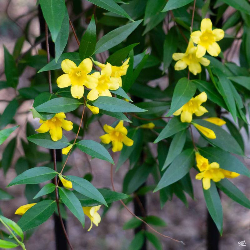 Carolina Jessamine Covers Trellises In Golden Spring Flowers