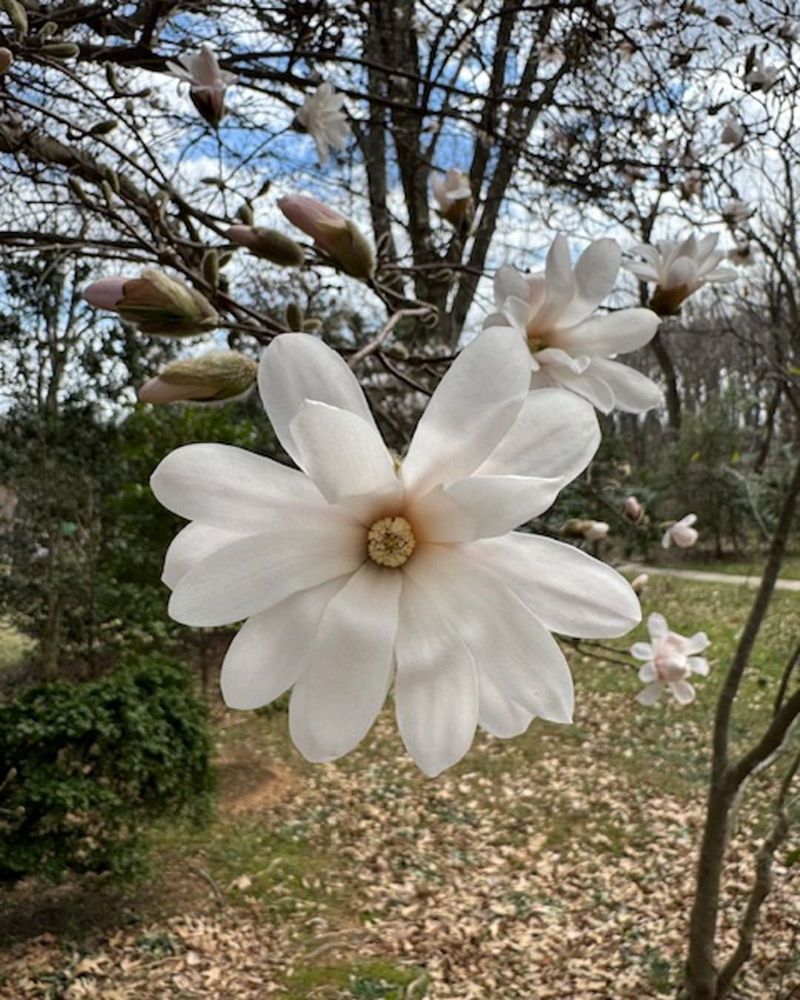 Star Magnolia Lighting Up Early Spring Days