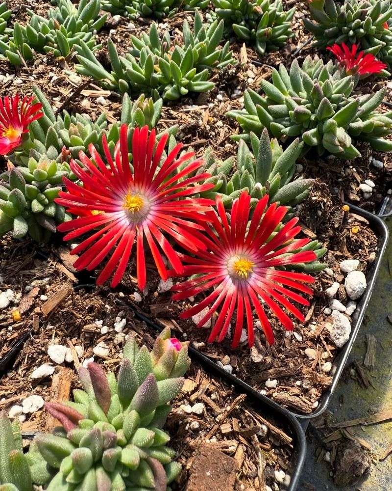 Ice Plant Creates Dense Coverage That Blocks Weeds