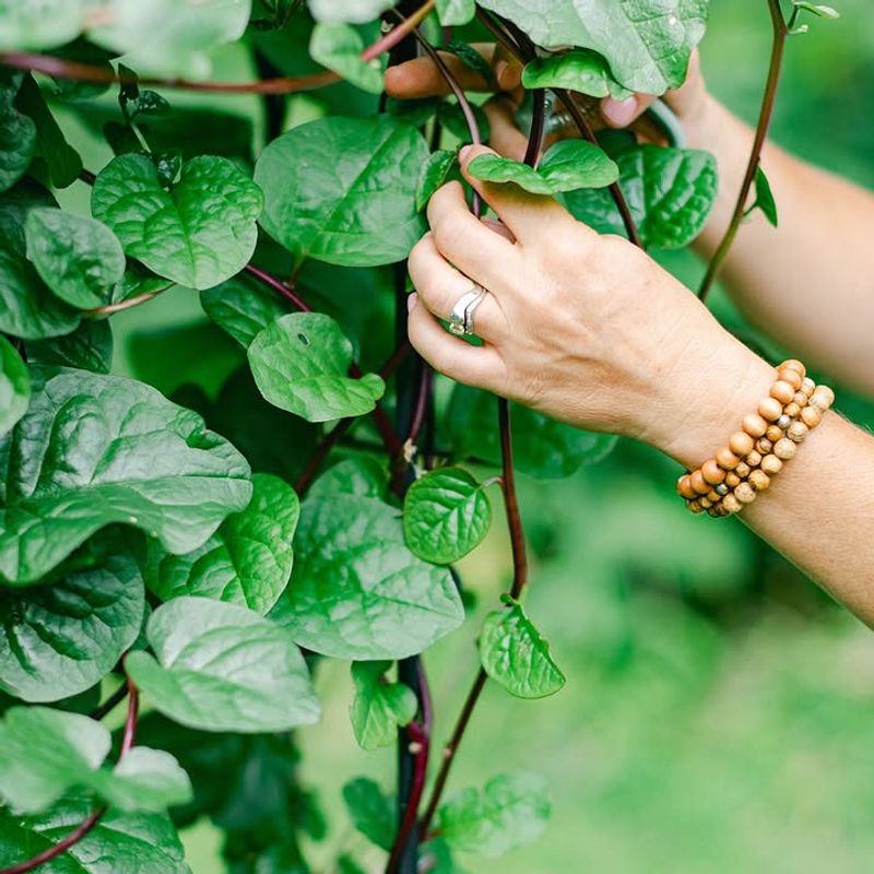 Malabar Spinach (Heat-Tolerant Green)