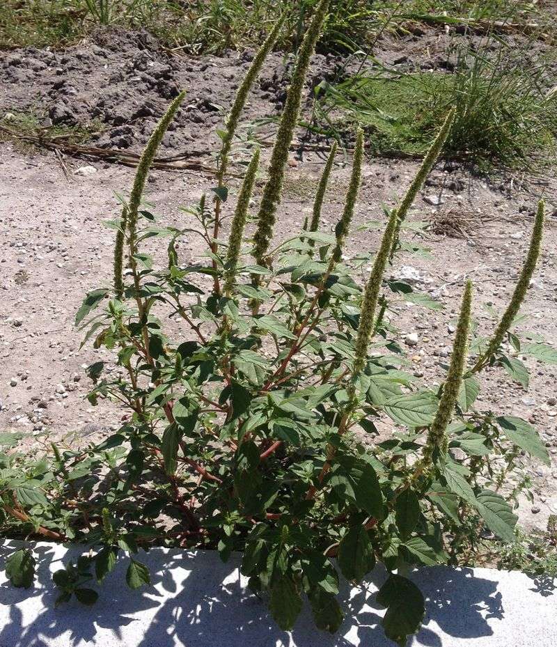 Pigweed