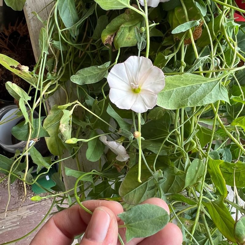 Bindweed (Morning Glory Weed)