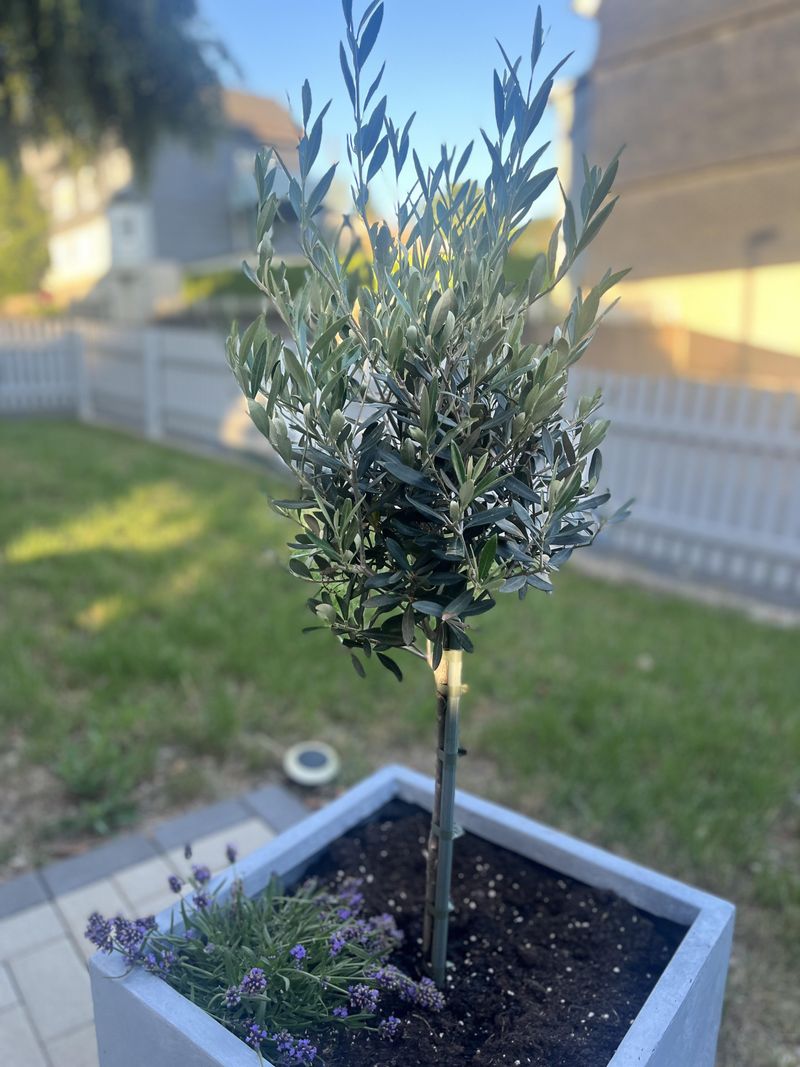 Letting New Trees Go Dry During Establishment