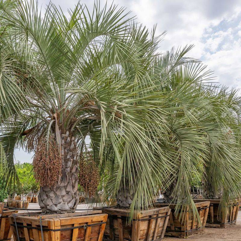 Pindo Palm Brings Blue Green Fronds And Cold Tolerance