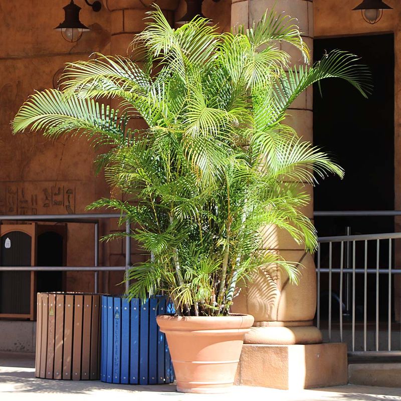Areca Palm Brings Tropical Height To Containers