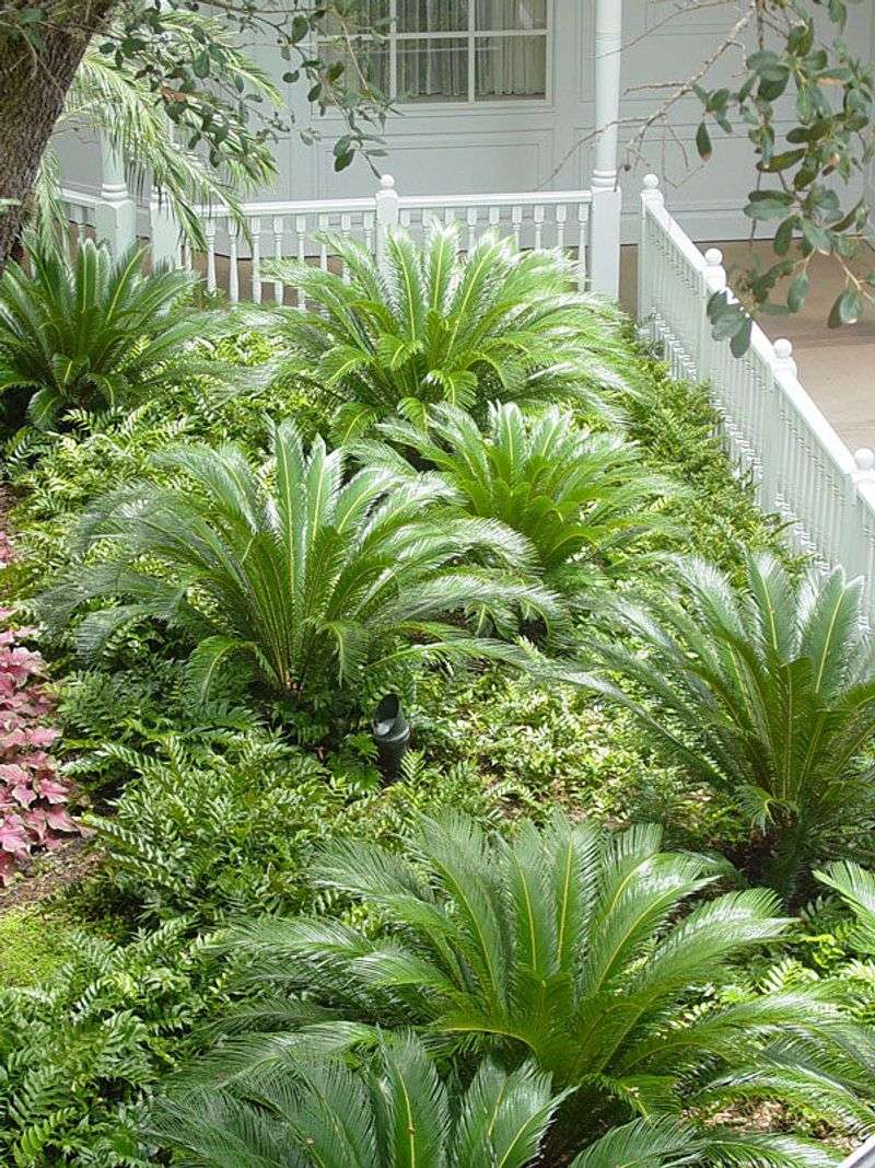 Sago Palm (Cycas Revoluta)