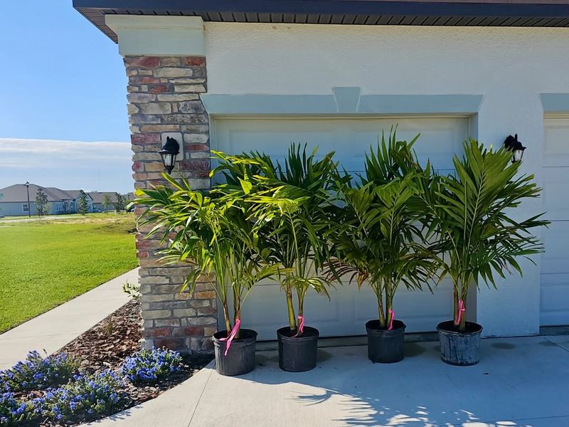 Christmas Palm That Looks Festive All Year Long