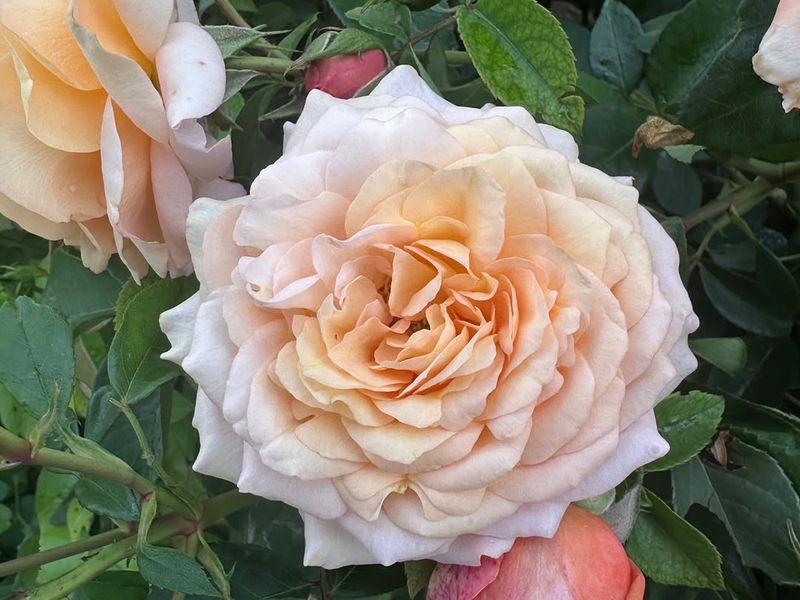 Easy Does It And Its Low Fuss Flowers