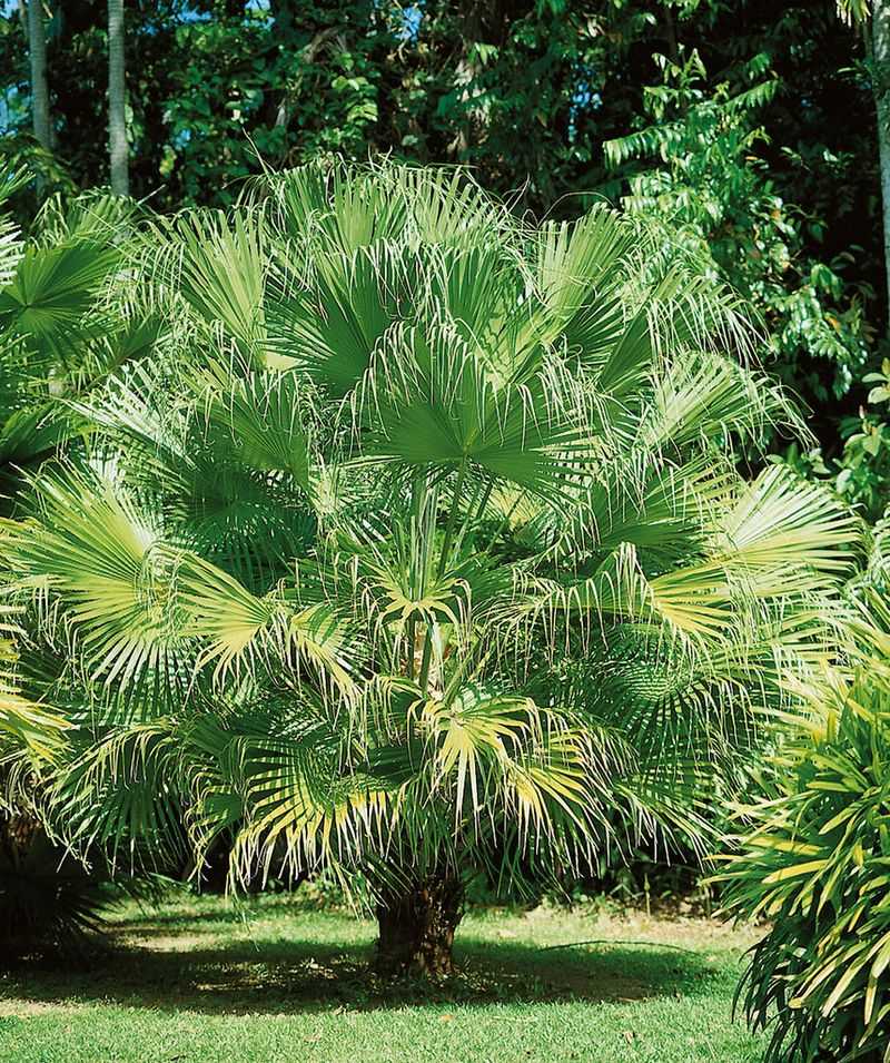 Chinese Fan Palm Shows Large Weeping Fronds And Soft Texture