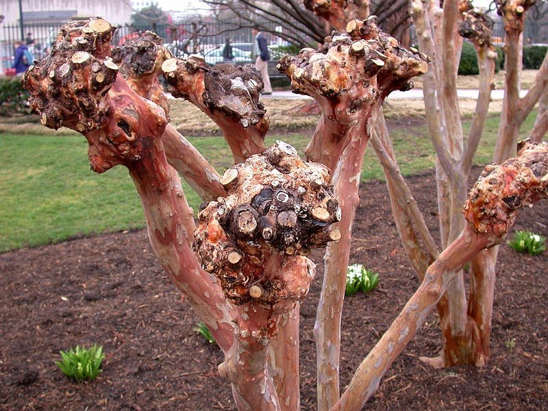 Crape Myrtle Gets Overpruned And Overused