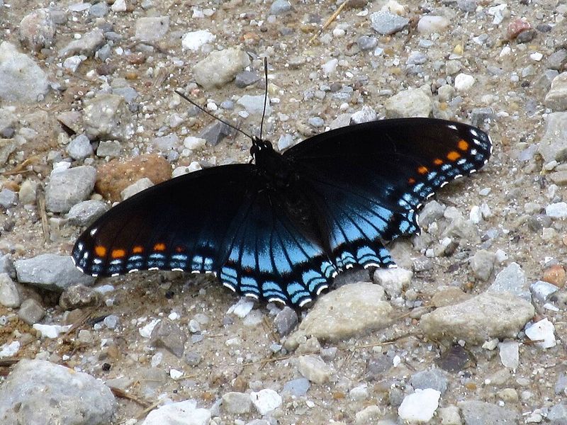 Red-Spotted Purple Arrives On Warm Days And Explores Forest Edges
