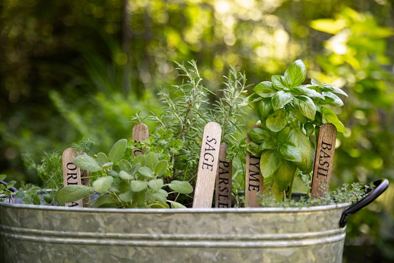 Fresh Herbs That Grow Abundantly In Tiny Containers