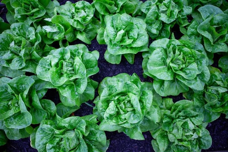 Lettuce