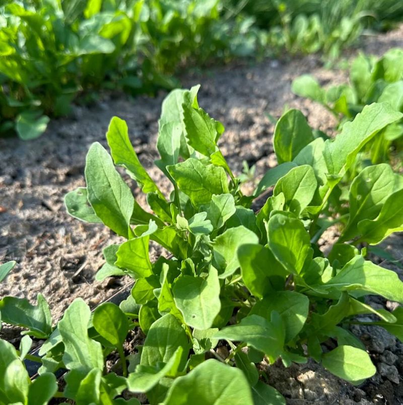 Arugula