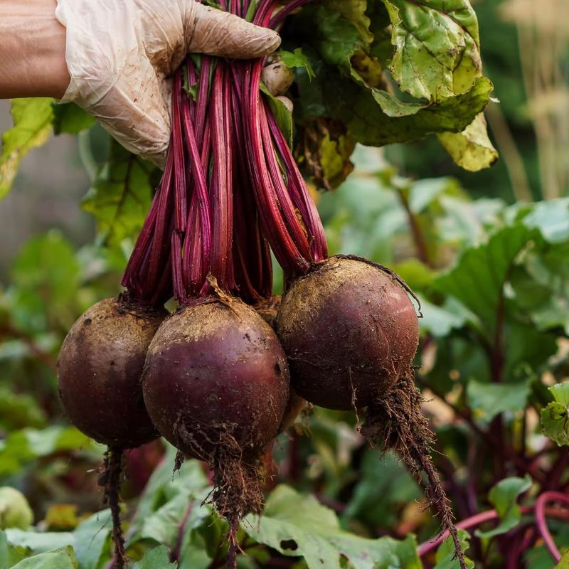 Beets
