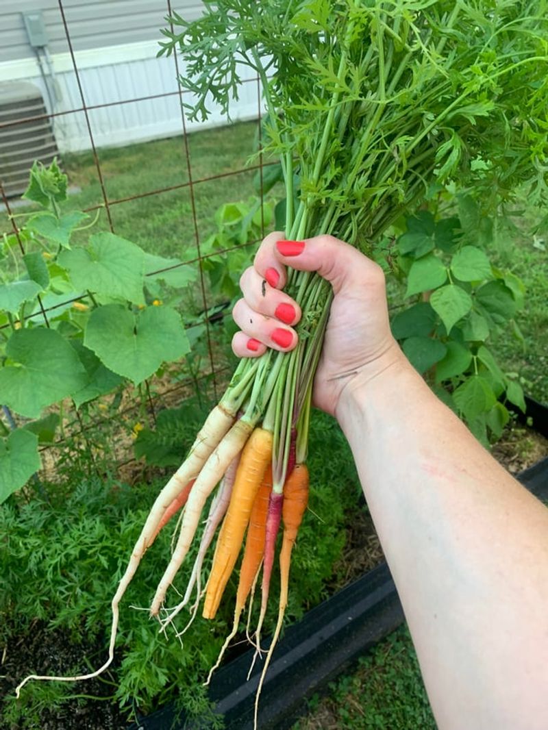 Carrots In Northwest To Southeast Ohio (Zones 5b–6b)