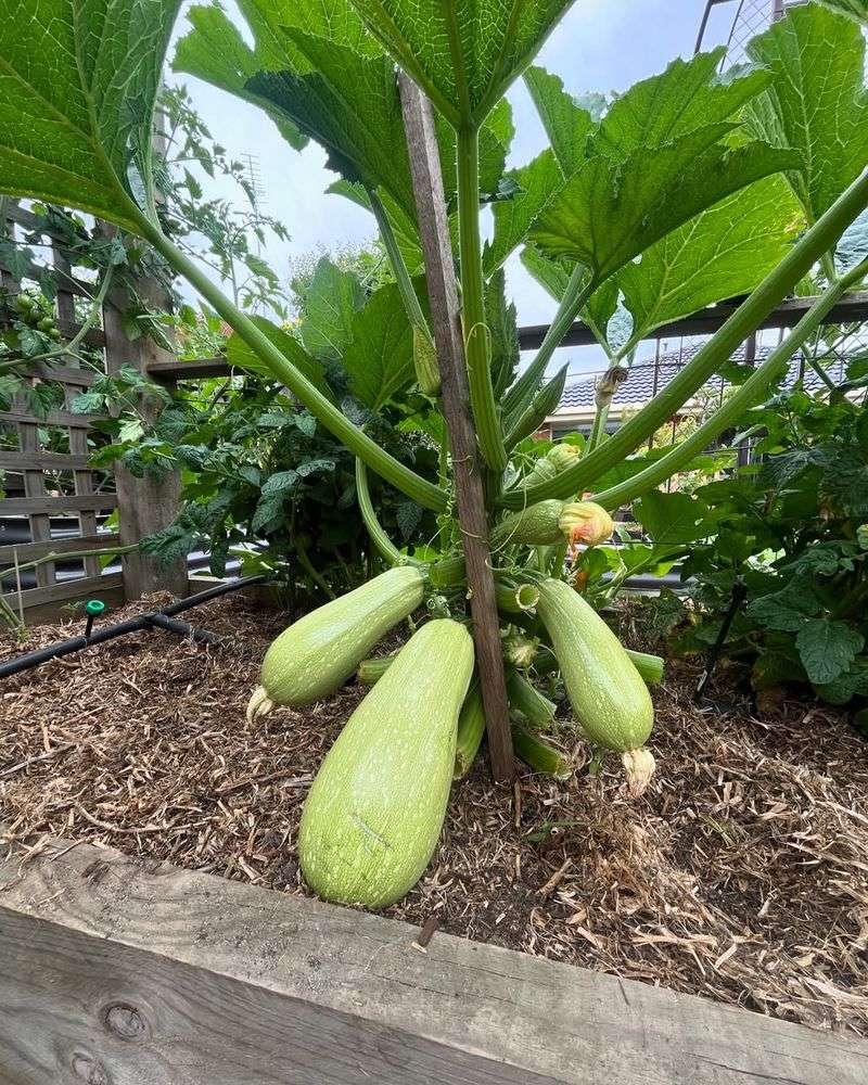Zucchini Growing Big And Bold