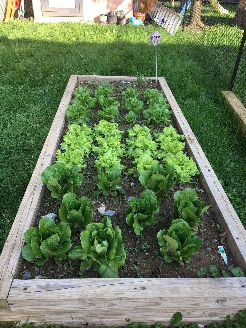 Leaf Lettuce Fills Containers And Beds In Weeks