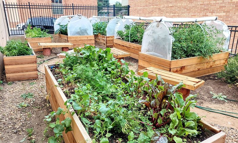 Spinach Loves Colorado's Cool Mountain Air