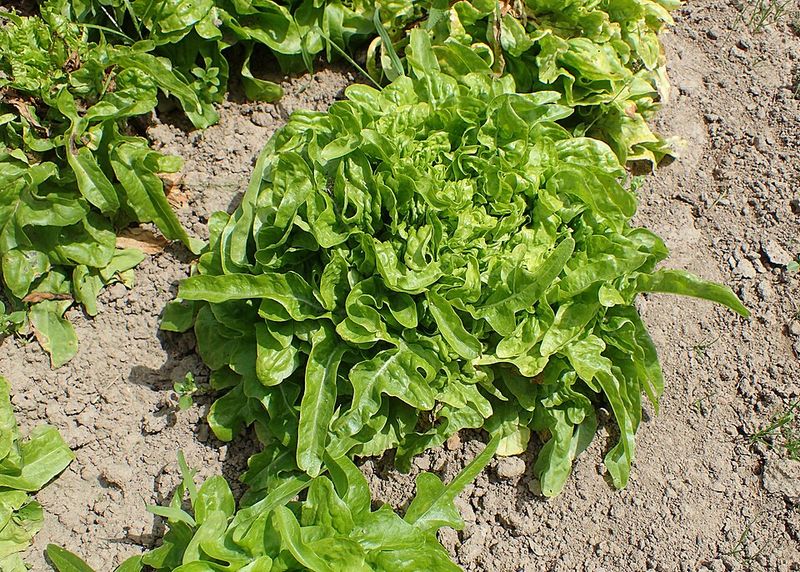 Leaf Lettuce Starts Salad Season Early