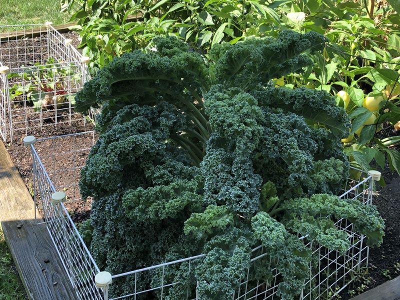 Kale Starts Strong In Cool Southwest Ohio Soil