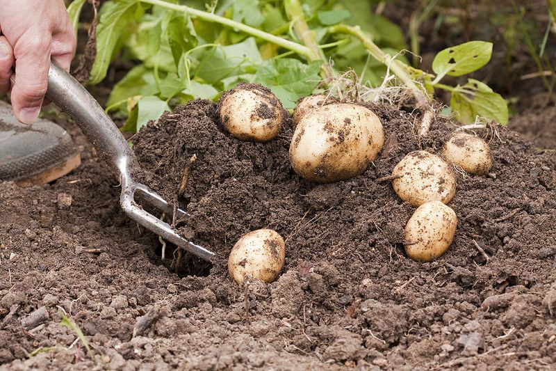 Potatoes Stressed By Poor Drainage