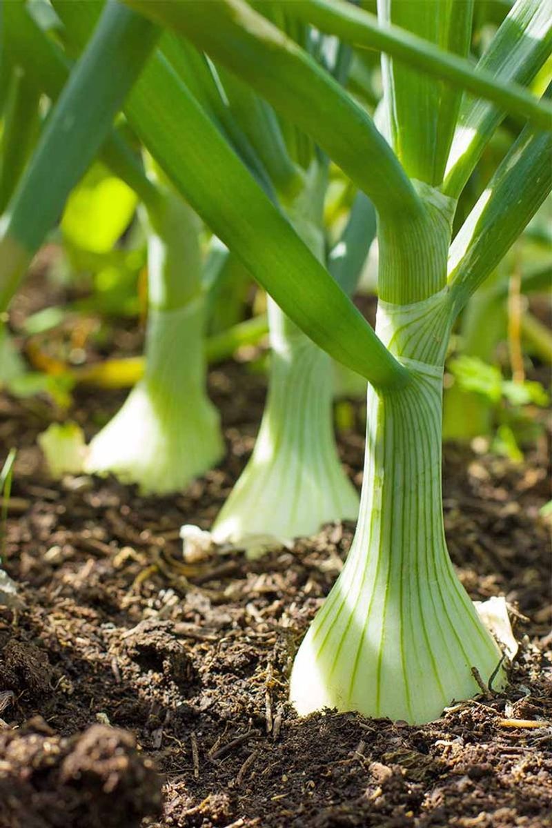 Green Onions Grow Easily In Shallow Pots