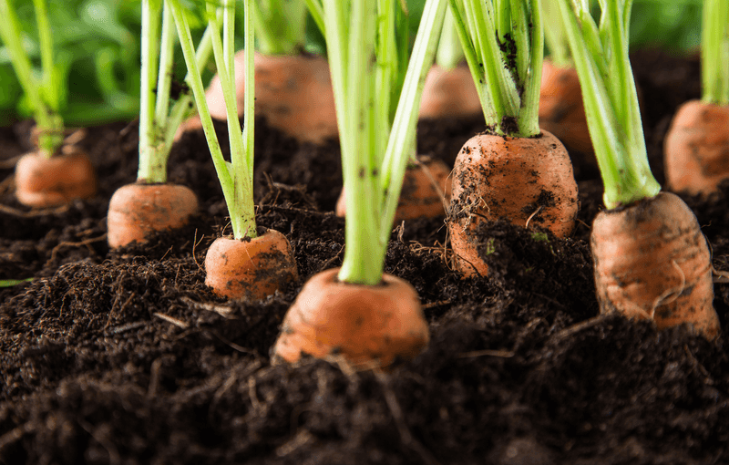 Carrots Develop Best When Planted Early In Loose Spring Soil