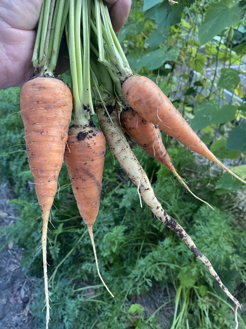 Carrots Do Best When Started Early