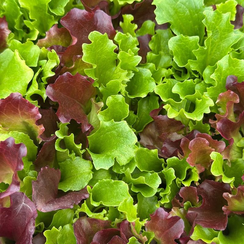 Lettuce Can Be Harvested Repeatedly From Small Garden Beds