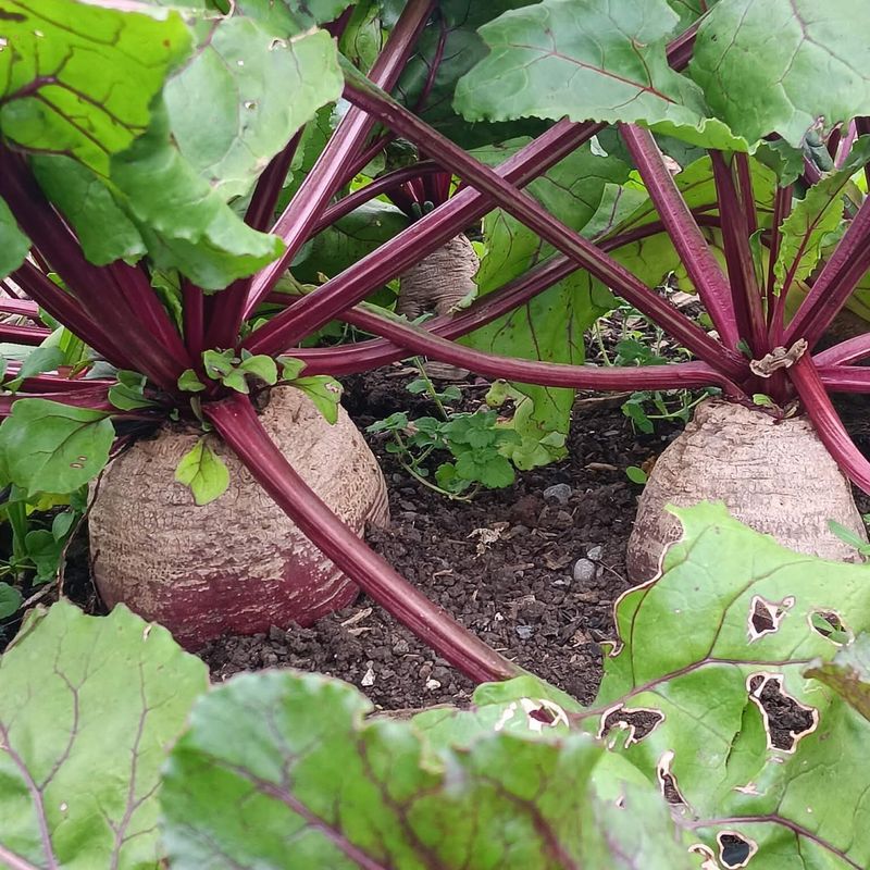Beets Grow Well When Planted In Cool Spring Soil