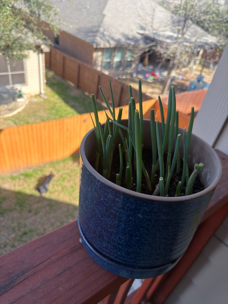 Green Onions Thrive In Shallow Containers Early In The Season