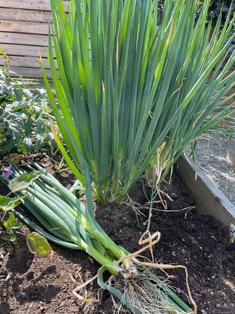 Green Onions Grow Easily In Narrow Garden Rows