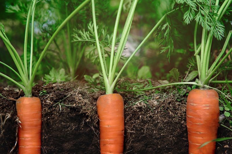 Carrots Growing Straight In Loose Raised Bed Soil