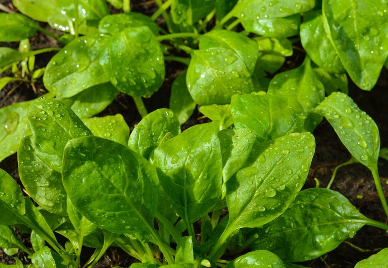 Spinach That Thrives In Cool North Carolina Weather
