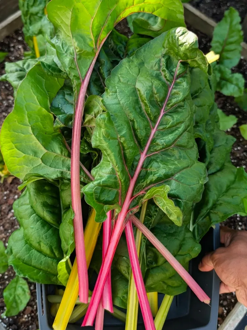 Swiss Chard Which Brings Color And Nutrition