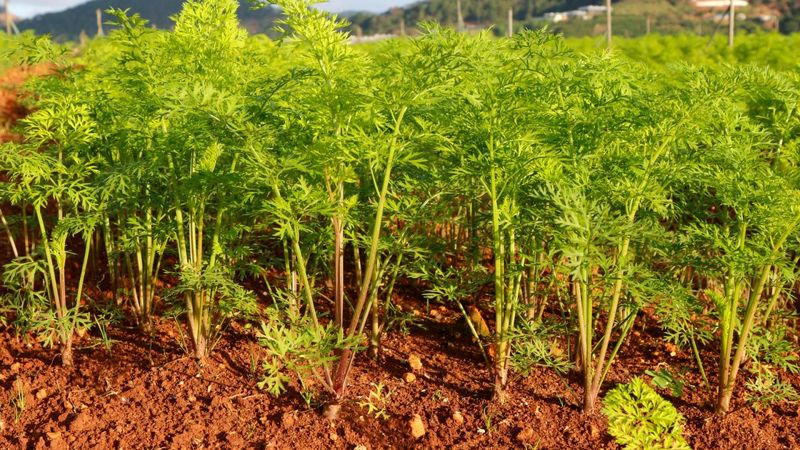 Carrots Dominating Crunchy Roots