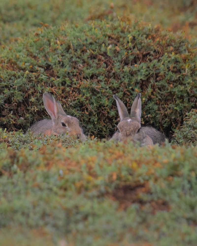 Brush Pile Shelter Area That Wildlife Can Call Home