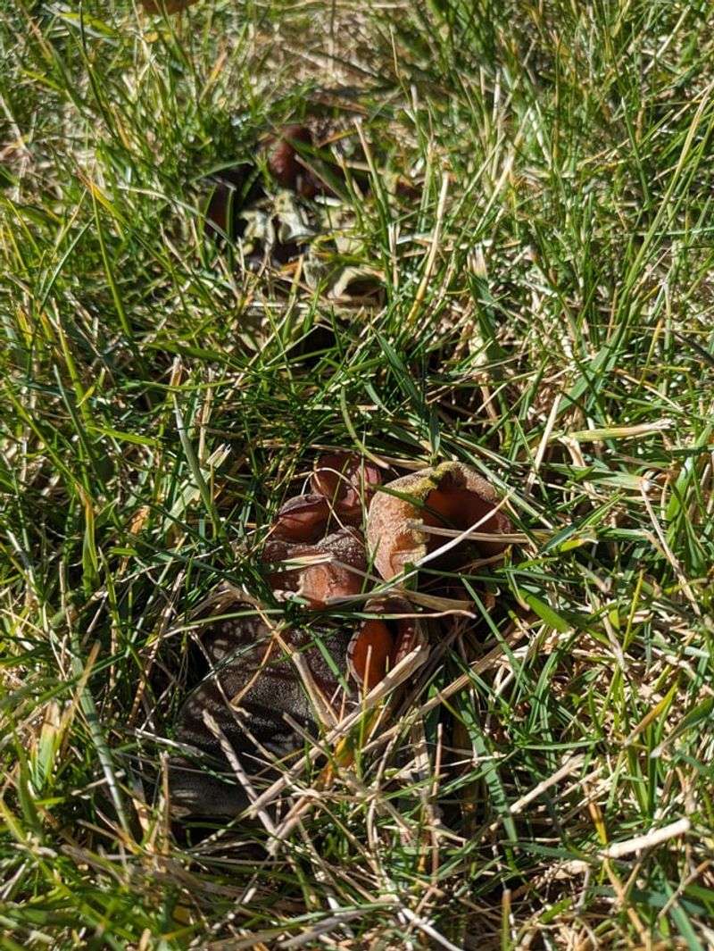 How Mushrooms Help Break Down Organic Matter