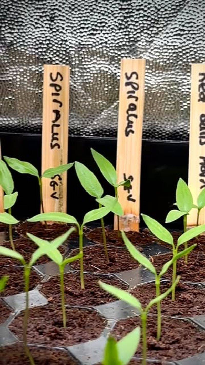 Avoid Overcrowding Seedlings