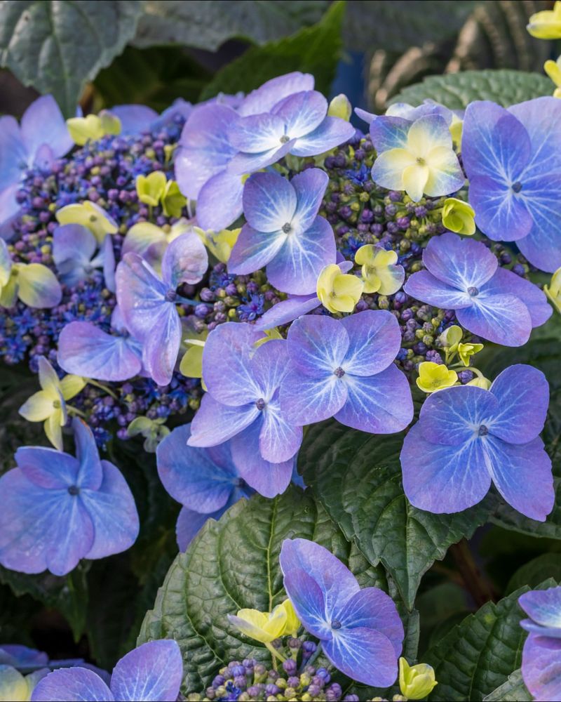 Use Aluminum Sulfate For Blue