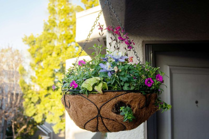 Hanging Basket Gardens