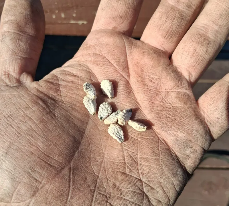 Order Seeds And Plants Before The Best Varieties Sell Out