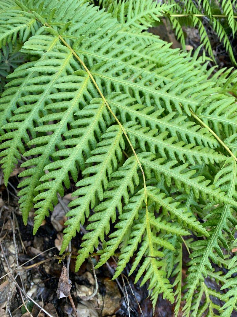 Deep Shade May Be A Sign To Rethink The Lawn Completely