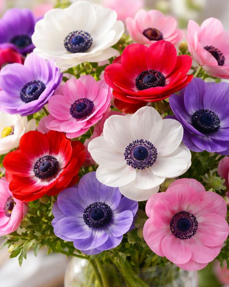 Anemone Adds A Bold Pop Of Color With Dark Centers
