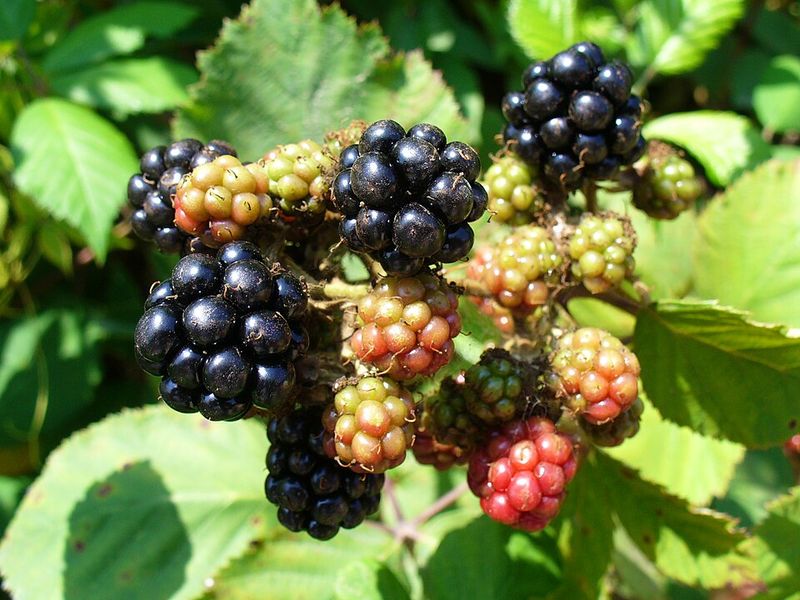 Blackberries Provide Abundant Fruit And Wildlife Foraging